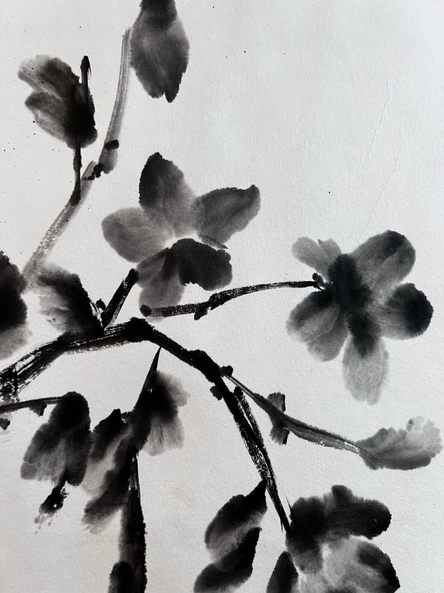 Dark Camelia