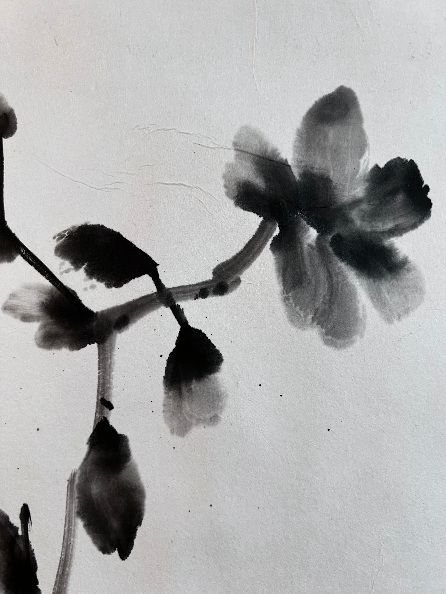 Dark Camelia