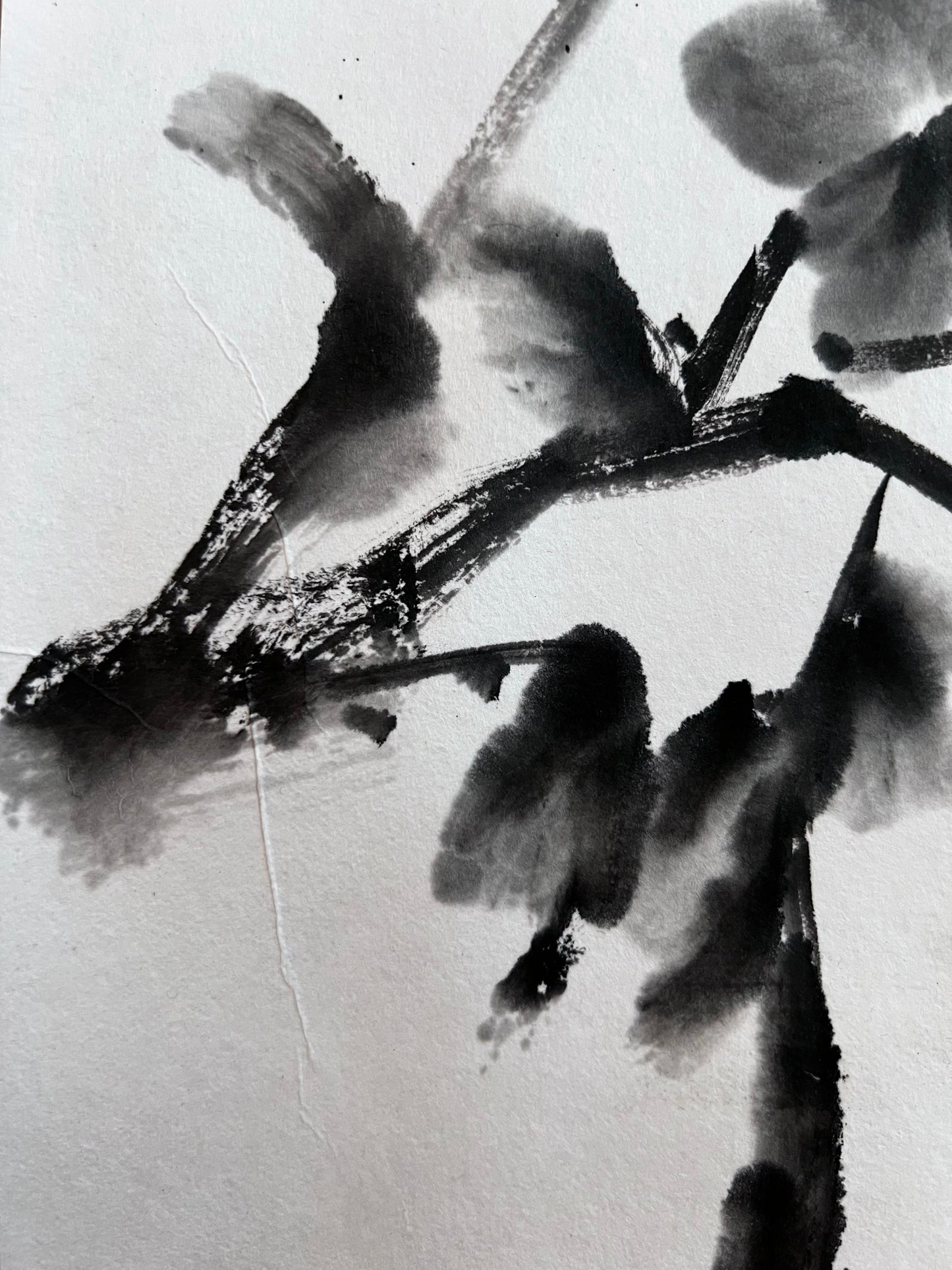 Dark Camelia